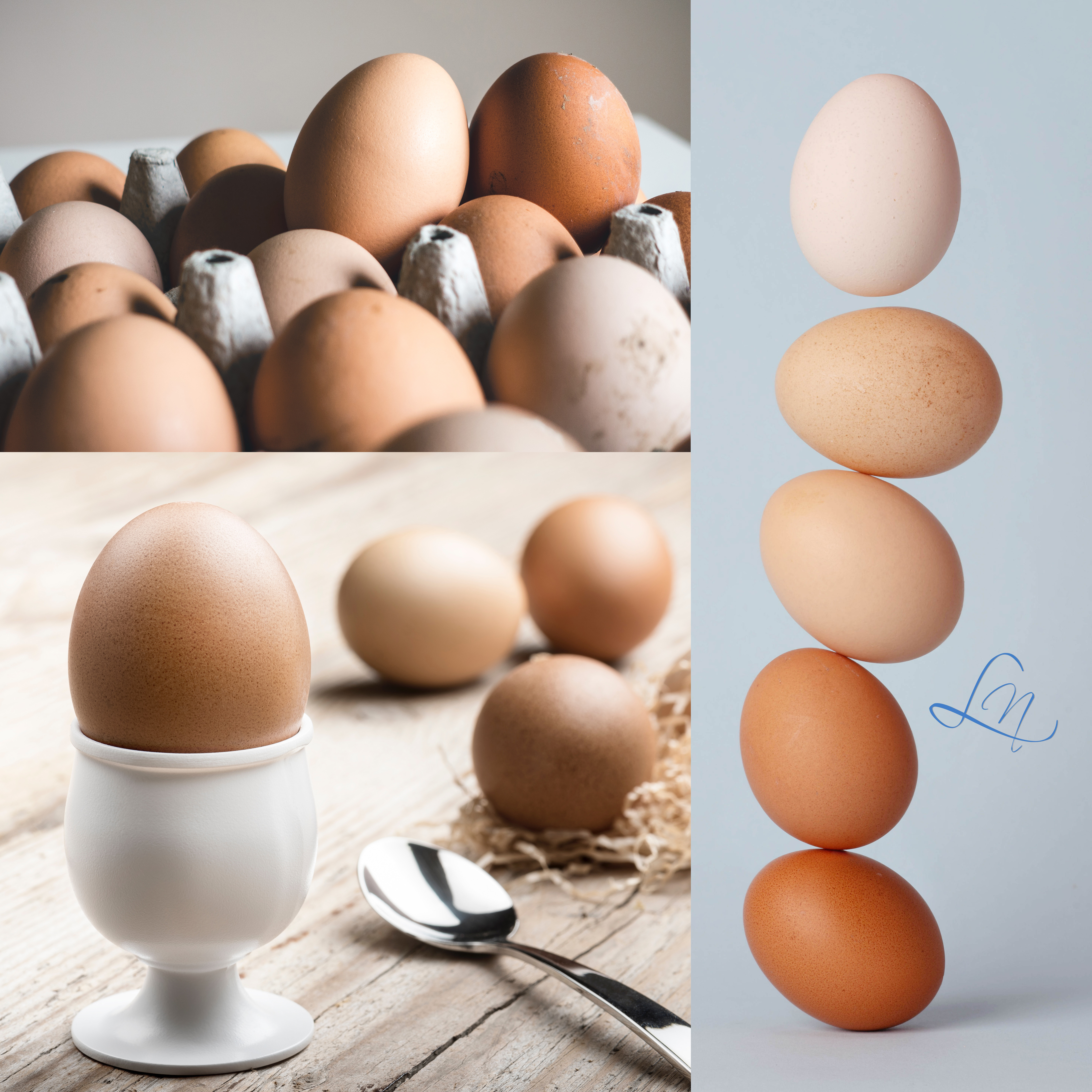 il codice dell'uovo sicurezza alimentare belluno consulenze noacco